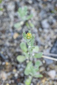 Protěž žlutobílá (Pseudognaphalium luteoalbum)