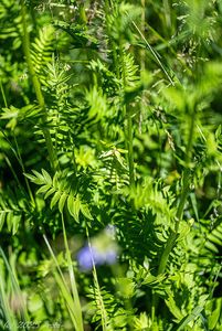 Jirnice modrá  (Polemonium coeruleum )