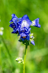 Jirnice modrá  (Polemonium coeruleum )