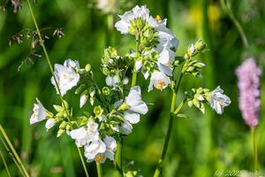 Jirnice modrá  (Polemonium coeruleum )