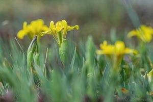 Kosatec písečný (Iris humilis)