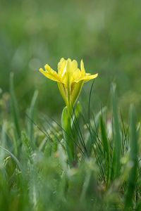 Kosatec písečný (Iris humilis)