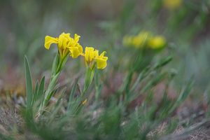 Kosatec písečný (Iris humilis)