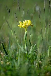 Kosatec písečný (Iris humilis)