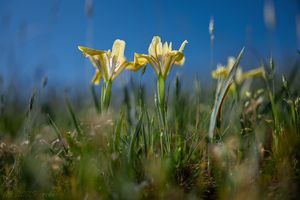 Kosatec písečný (Iris humilis)