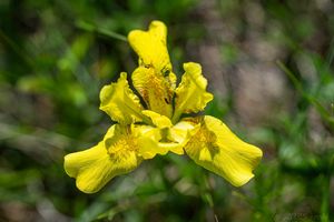 Kosatec písečný (Iris humilis)