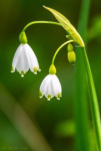 Bledule letní (Leucojum aestivum)