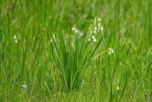 Bledule letní (Leucojum aestivum)