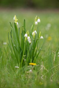Bledule letní (Leucojum aestivum)