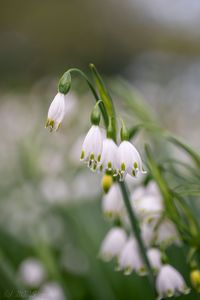 Bledule letní (Leucojum aestivum)