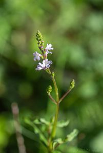 Sporýš lékařský (Verbena officinalis)