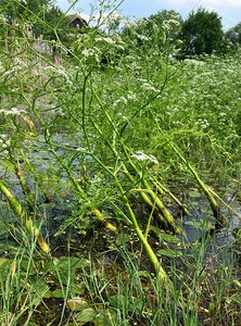 Smldník bahenní (Peucedanum palustre)