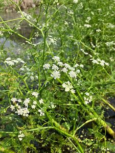 Smldník bahenní (Peucedanum palustre)