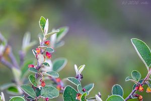 Skalník celokrajný (Cotoneaster integerrimus)