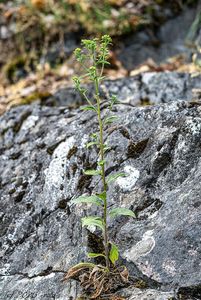Oman hnidák (Inula conyzae)