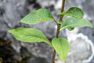 Oman hnidák (Inula conyzae)