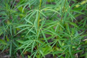 Konopí seté rumištní (Cannabis sativa subsp. spontanea)
