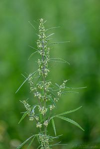 Konopí seté rumištní (Cannabis sativa subsp. spontanea)