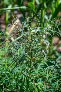 Konopí seté rumištní (Cannabis sativa subsp. spontanea)