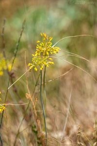 Česnek žlutý (Allium flavum)