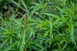 Konopí seté rumištní (Cannabis sativa subsp. spontanea)