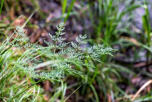 Smldník bahenní (Peucedanum palustre)