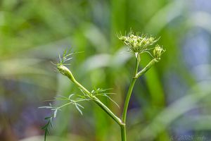 Smldník bahenní (Peucedanum palustre)