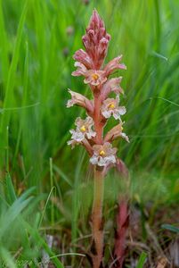 Záraza zardělá (Orobanche kochii)