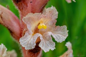 Záraza zardělá (Orobanche kochii)