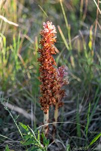 Záraza zardělá (Orobanche kochii)