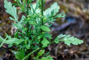 Starček vodní (Senecio aquaticus)