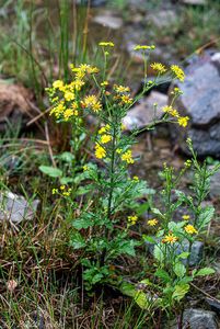 Starček vodní (Senecio aquaticus)