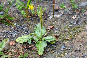Jitrocel větší (Plantago major)