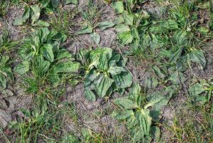 Jitrocel větší (Plantago major)