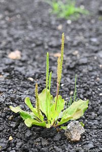 Jitrocel větší (Plantago major)