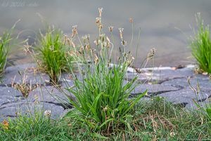 Jitrocel kopinatý (Plantago lanceolata)