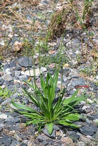 Jitrocel kopinatý (Plantago lanceolata)