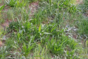 Jitrocel kopinatý (Plantago lanceolata)
