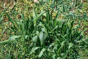 Jitrocel kopinatý (Plantago lanceolata)