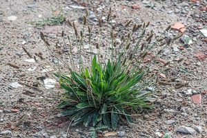 Jitrocel kopinatý (Plantago lanceolata)