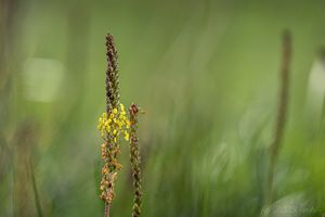 Jitrocel přímořský brvitý (Plantago maritima subsp. ciliata)