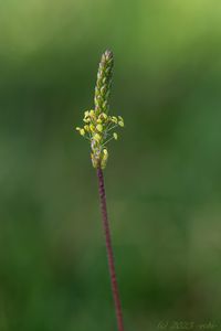 Jitrocel přímořský brvitý (Plantago maritima subsp. ciliata)
