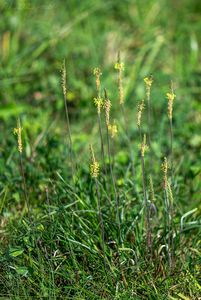 Jitrocel přímořský brvitý (Plantago maritima subsp. ciliata)