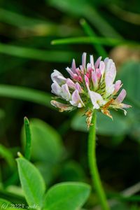 Jetel jahodnatý (Trifolium fragiferum)