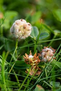 Jetel jahodnatý (Trifolium fragiferum)