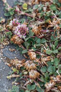 Jetel jahodnatý (Trifolium fragiferum)