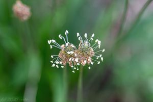 Jitrocel kopinatý (Plantago lanceolata)