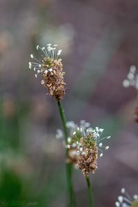 Jitrocel kopinatý (Plantago lanceolata)