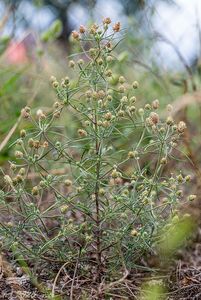Jitrocel písečný (Plantago arenaria)