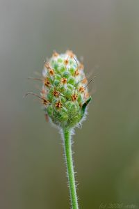Jitrocel písečný (Plantago arenaria)